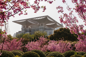 海棠花紅映上海城市規(guī)劃展示館