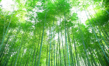 竹林