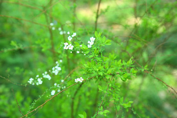 綠色植物