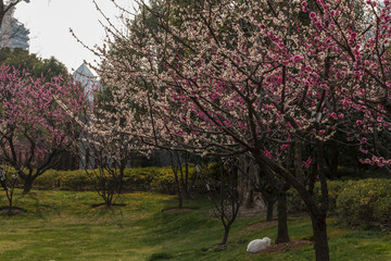 梅花綻放園景