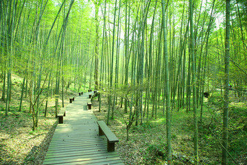 竹林木橋