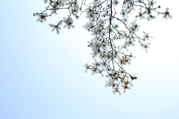 玉蘭花天空背景
