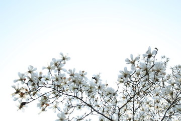 玉蘭花天空背景