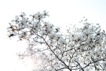 玉蘭花天空背景