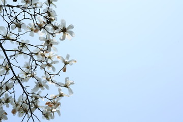 玉蘭花背景素材