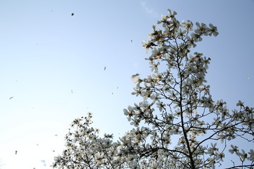 玉蘭花與天空背景