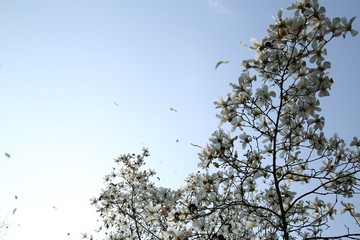 玉蘭花與天空背景
