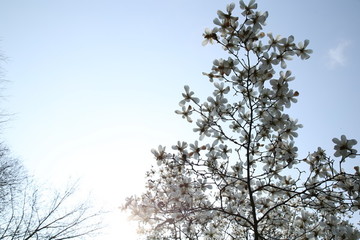 玉蘭花天空背景