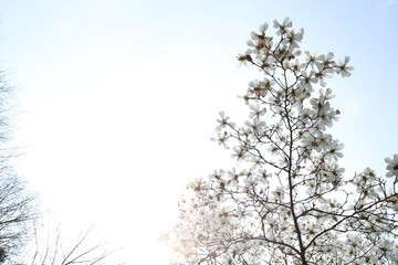 玉蘭花天空背景