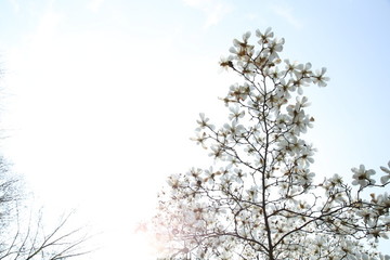玉蘭花天空背景