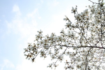 玉蘭花天空背景