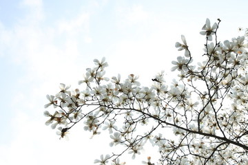 玉蘭花天空背景