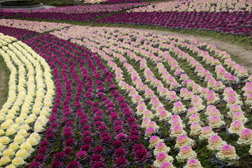 郁金香花海