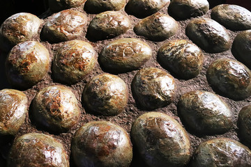 遠(yuǎn)古生物化石