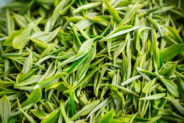 新鮮綠茶葉