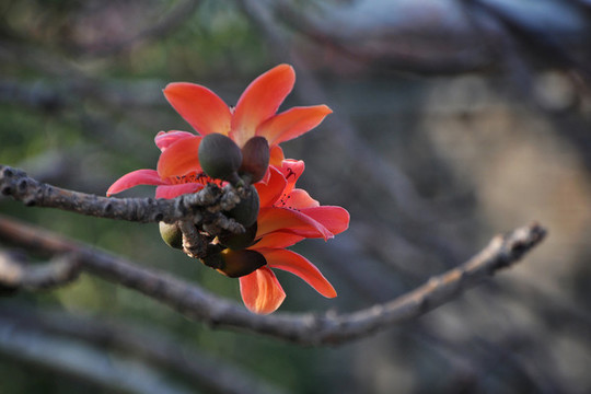 木棉花