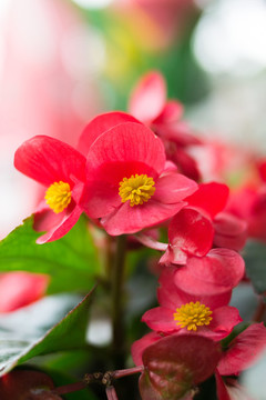 红色的四季秋海棠