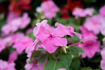 鳳仙花
