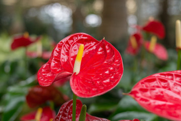花燭紅掌