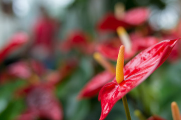 花燭紅掌