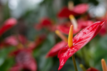 花燭紅掌