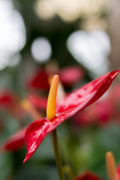 花燭紅掌