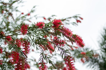 紅千層花樹