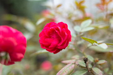 月季花玫瑰花