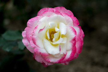 月季花玫瑰花