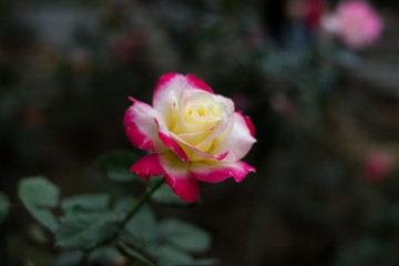 月季花玫瑰花