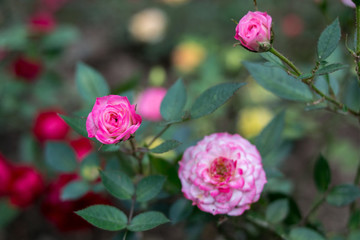 月季花