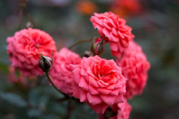 粉紅月季花束