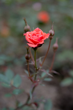 粉紅月季花