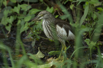 小車河鳥類蒼鷺