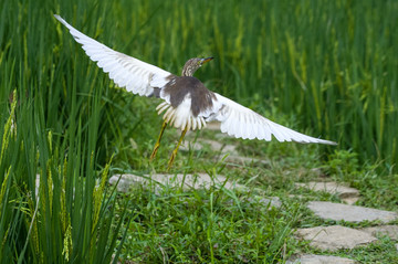 小車河鳥類蒼鷺