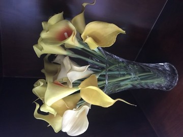 馬蹄蓮