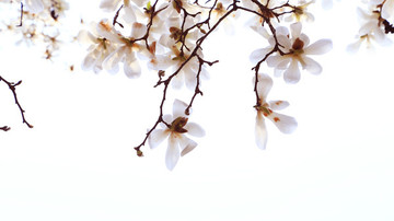 玉蘭花