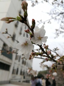 櫻花