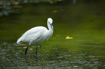 小車(chē)河鳥(niǎo)類(lèi)白鷺