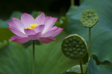 小車(chē)河荷花