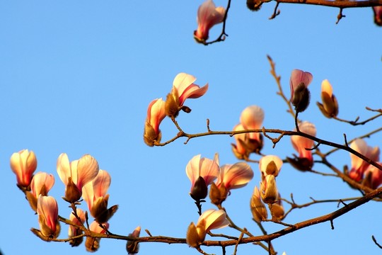 玉蘭花開