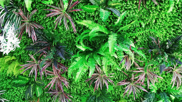 綠植墻
