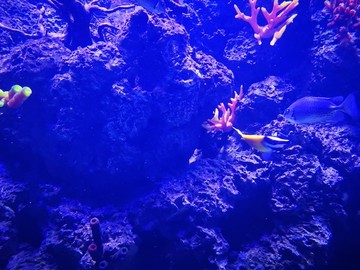 海洋公園的燈光秀