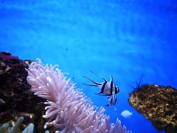 海洋公園的燈光秀