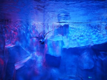 蕪湖大白鯨海洋館