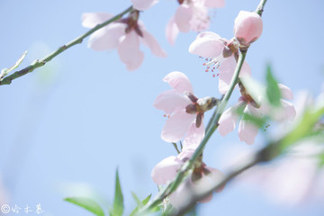 小清新色調粉系桃花