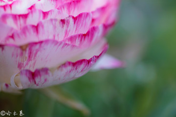 芍藥花瓣特寫
