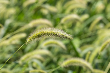 狗尾草