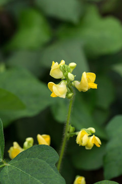 黃豆苗花