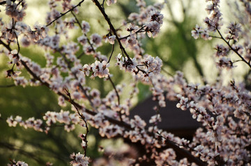 北京玉淵潭公園櫻花節(jié)春色櫻花